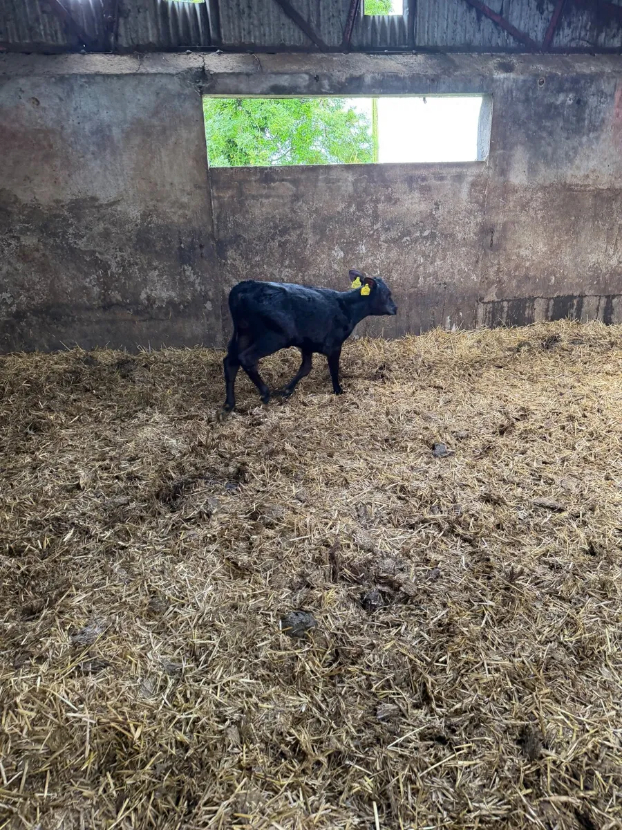 1 rared aax heifer calf for sale - Image 4