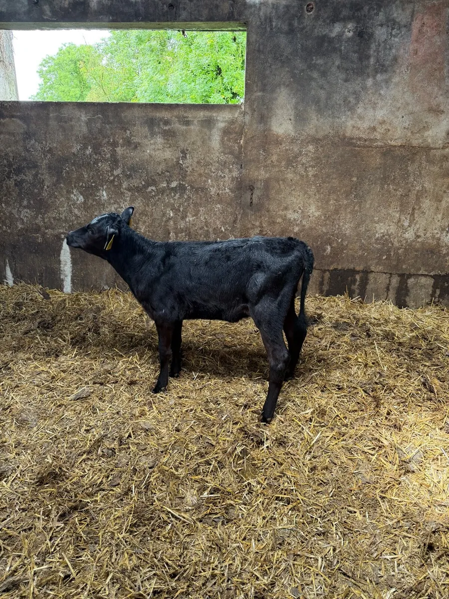 1 rared aax heifer calf for sale - Image 1