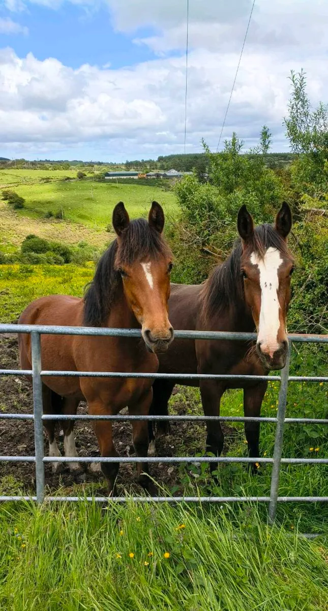 Irish Sport Horse Fillies - Image 1