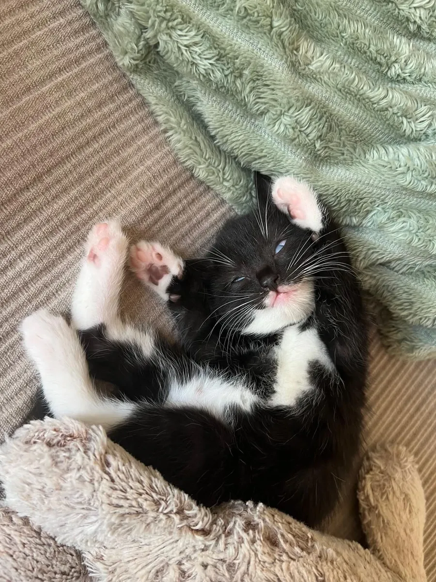 Kitten - Image 3