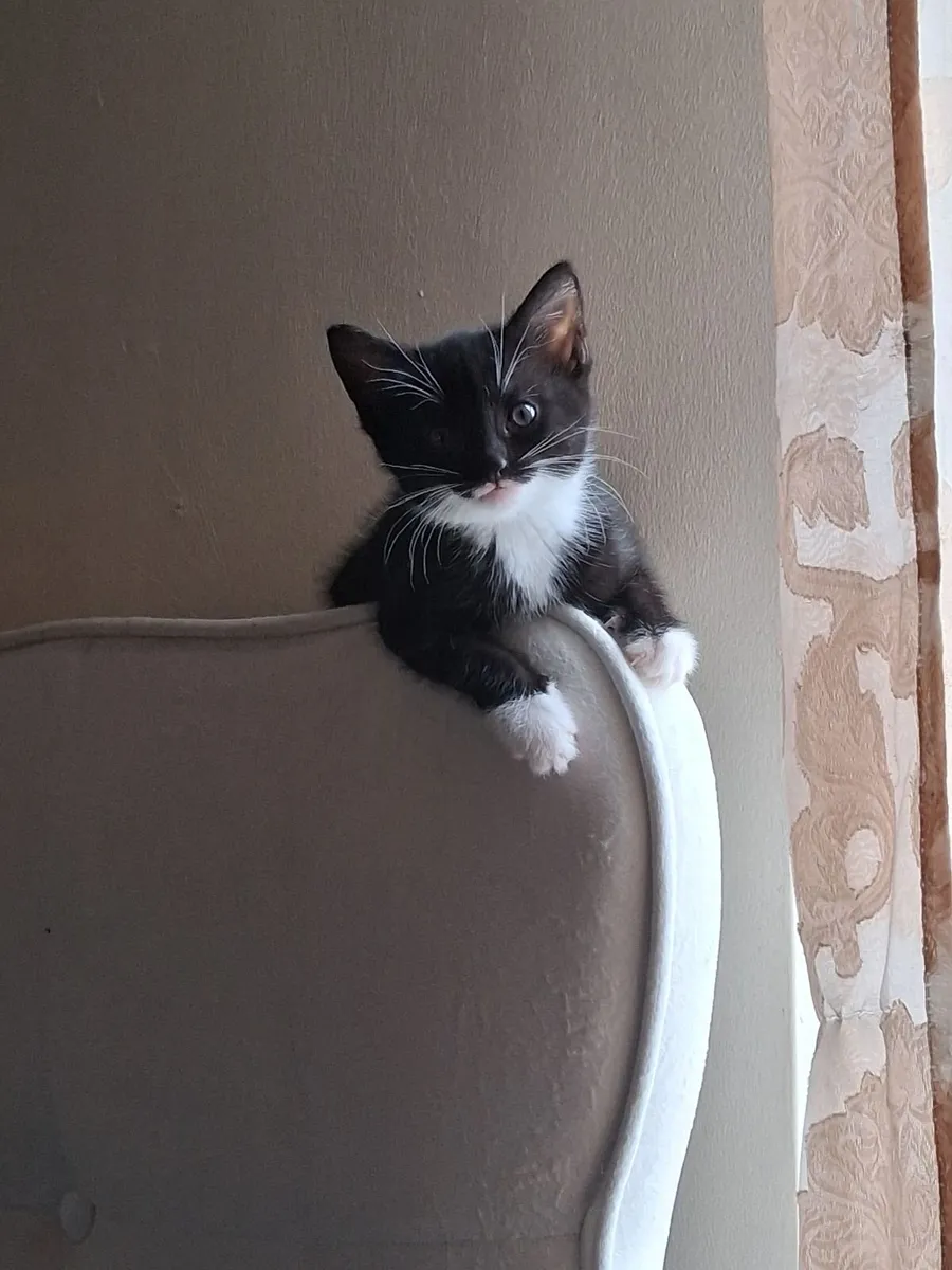 Kitten - Image 4