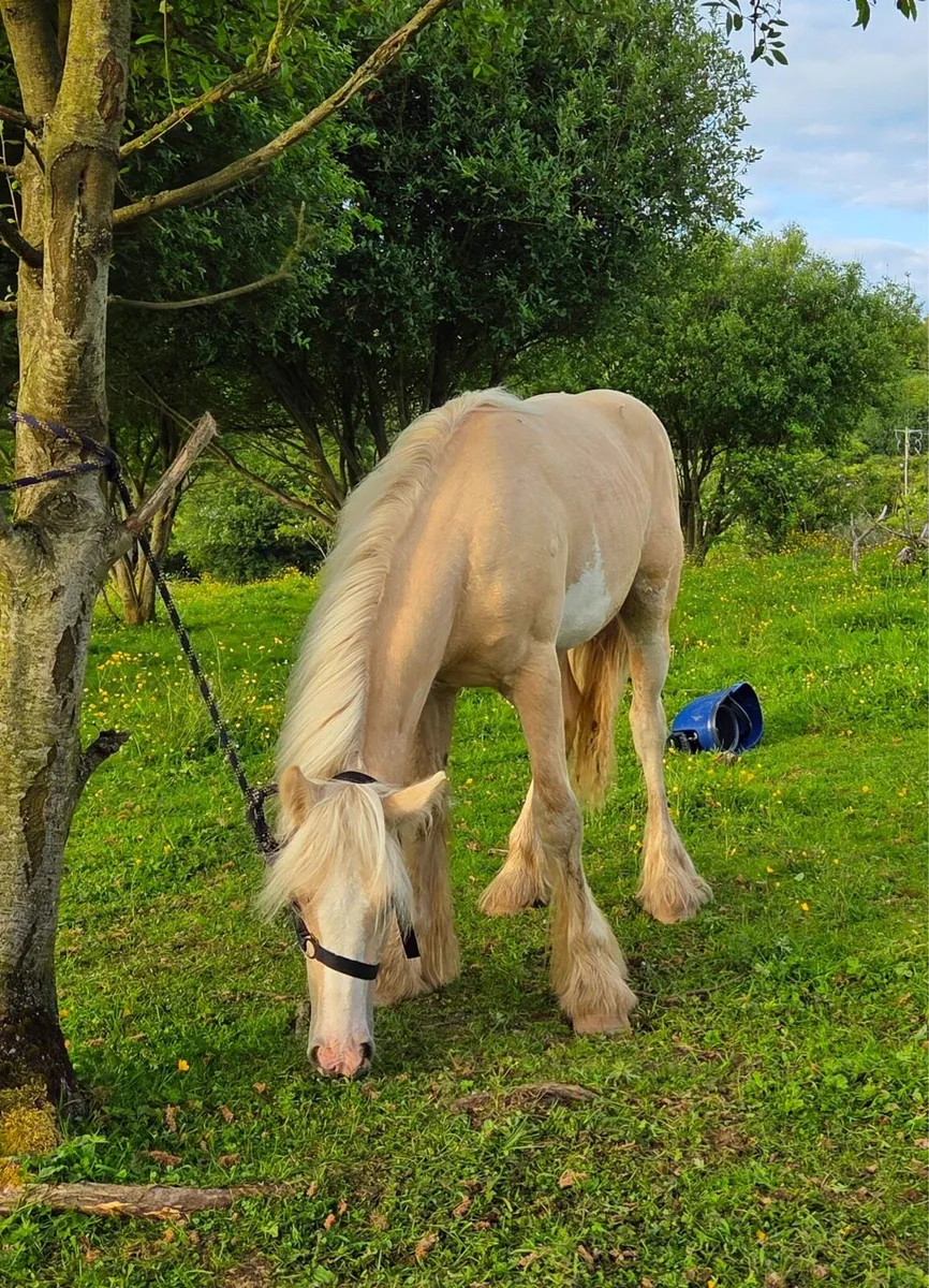 Palomino cob colt - Image 2