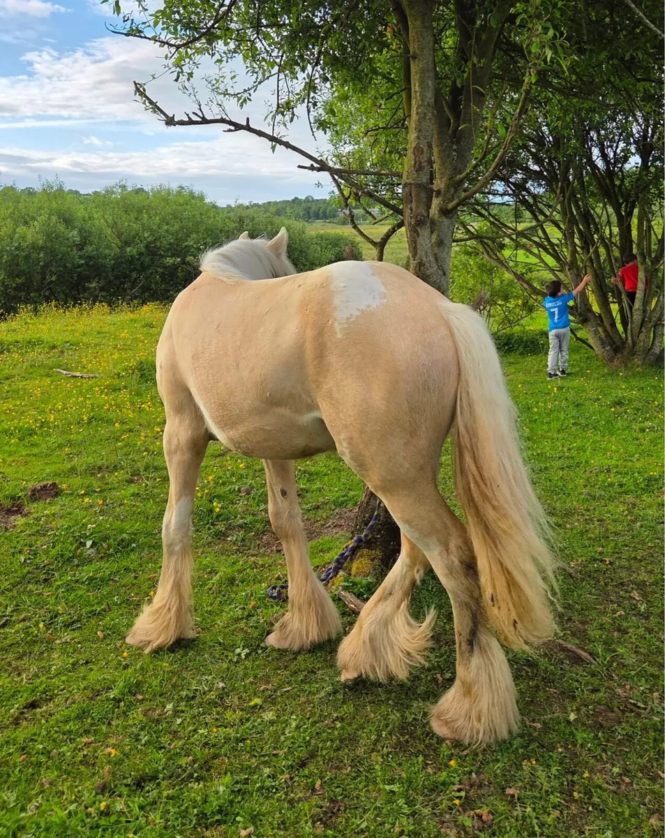 Palomino cob colt - Image 3