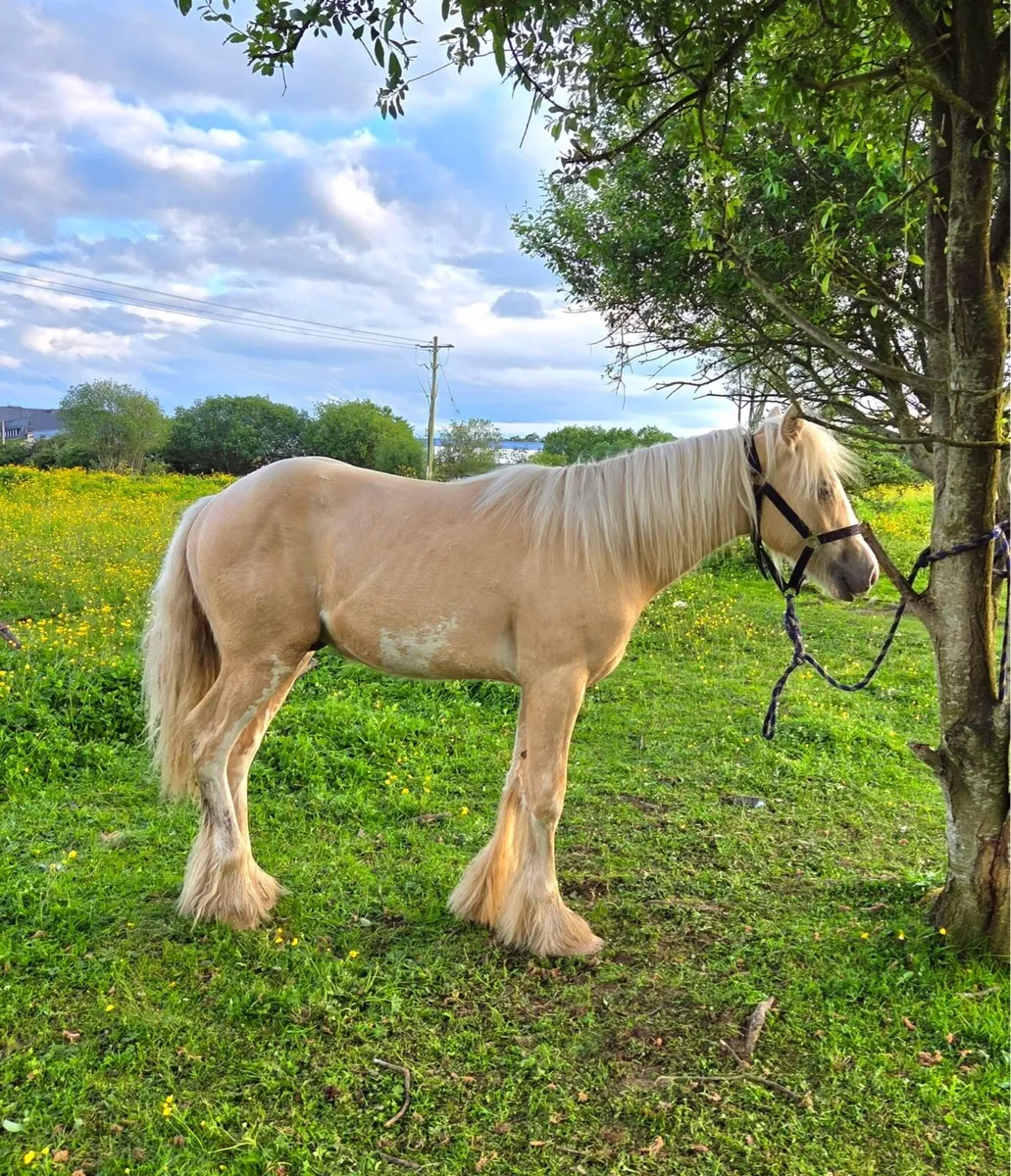 Palomino cob colt - Image 4