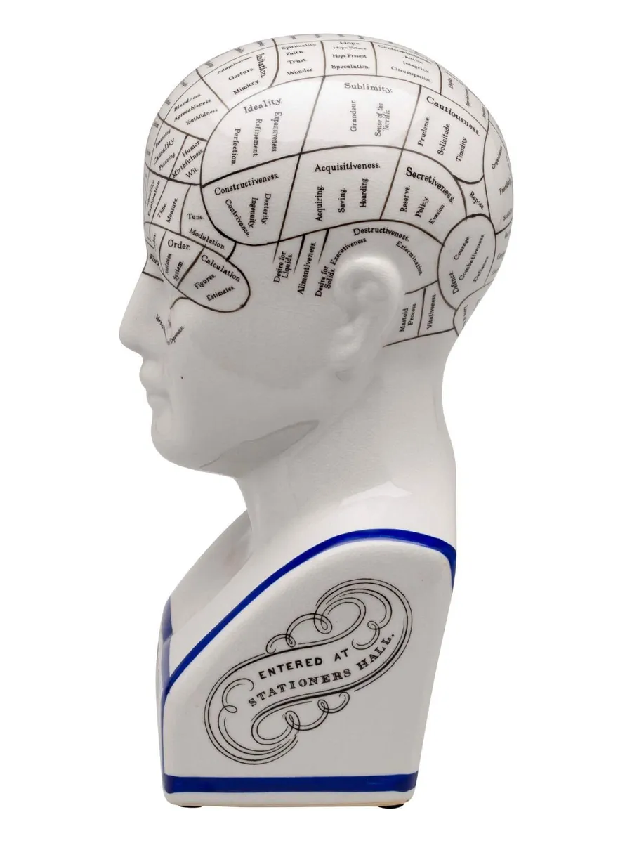 Large 30cm Phrenology Head Bust Vintage Medical An - Image 4