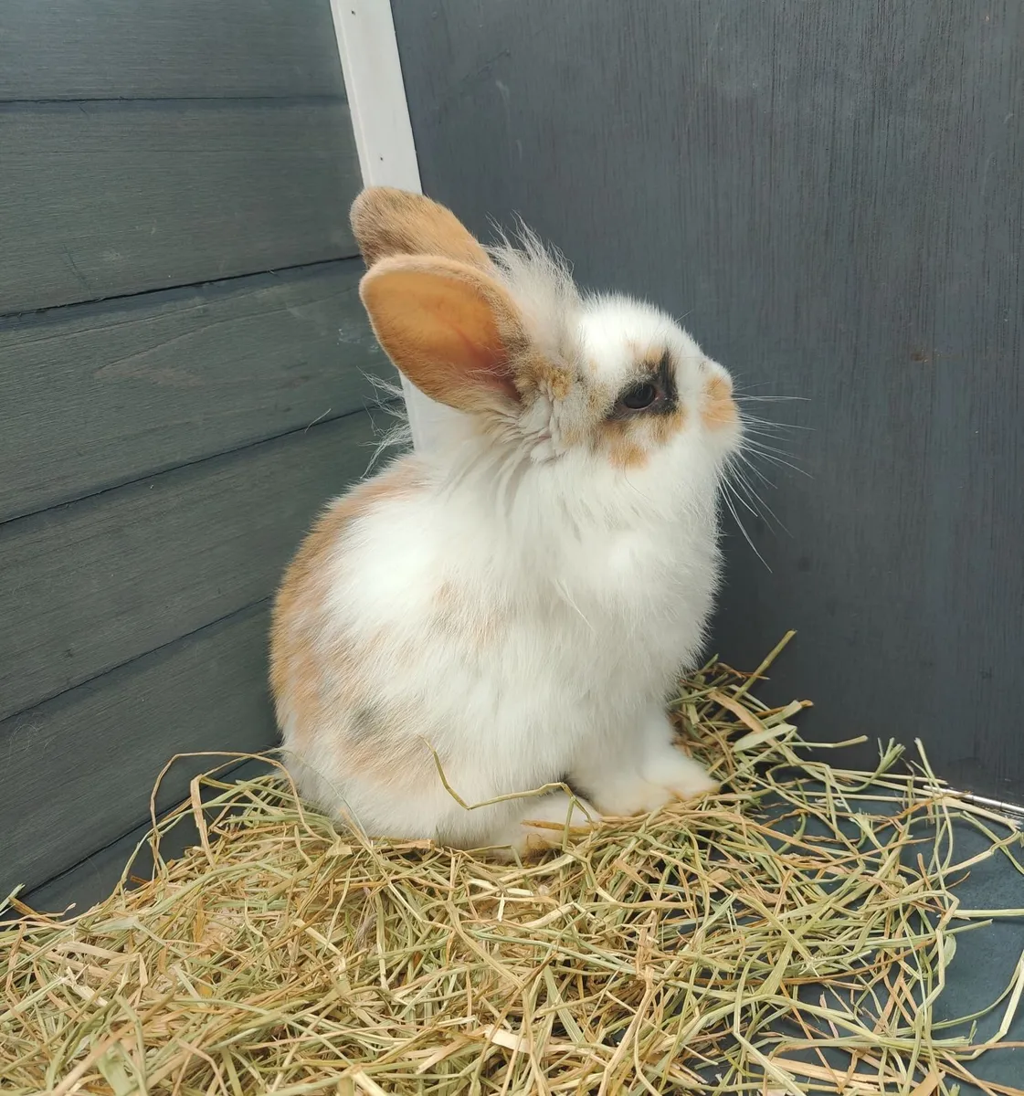 Baby Lionhead Bunny Rabbit - Image 1