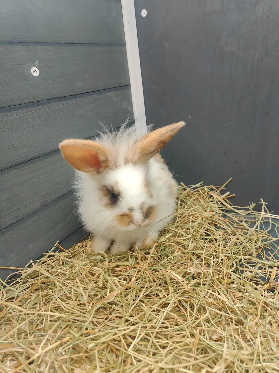 Baby Lionhead Bunny Rabbit - Image 2