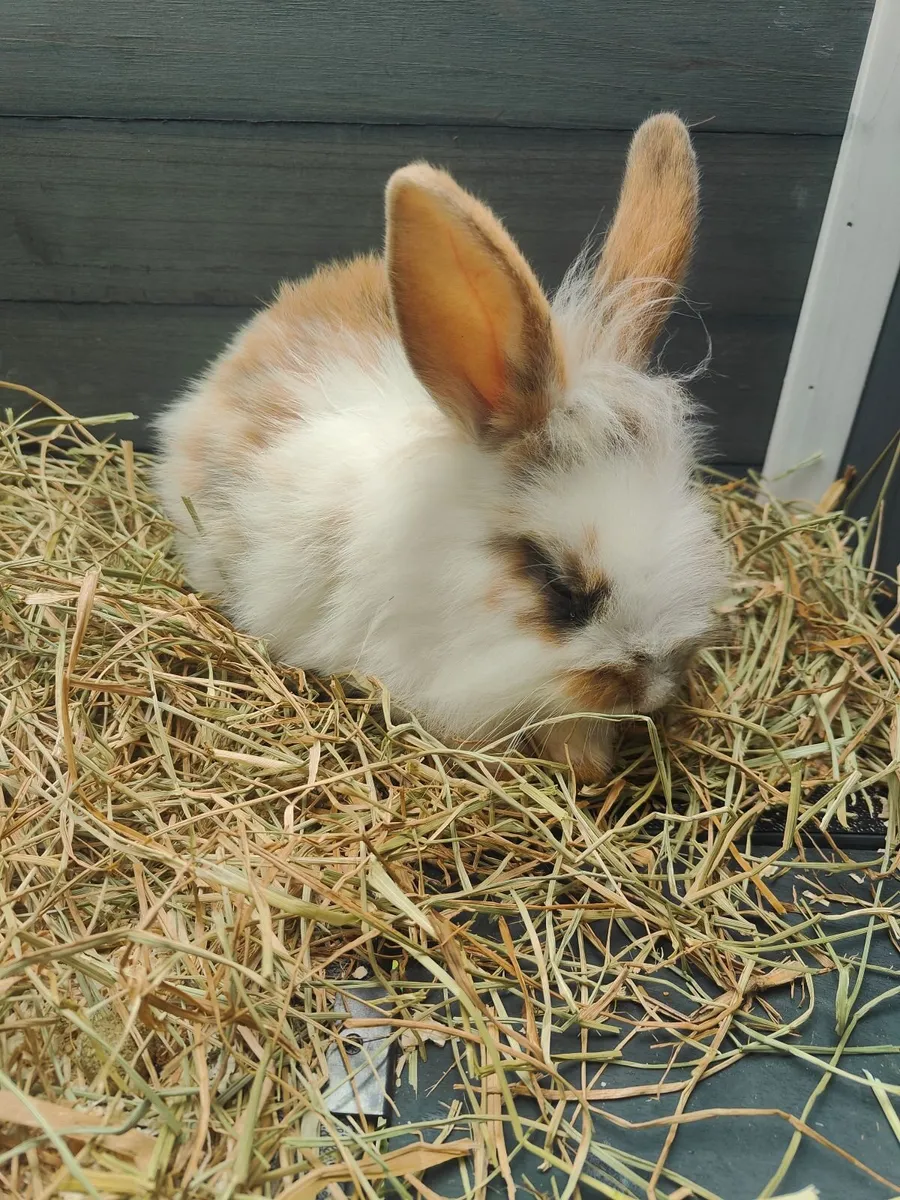 Baby Lionhead Bunny Rabbit - Image 3