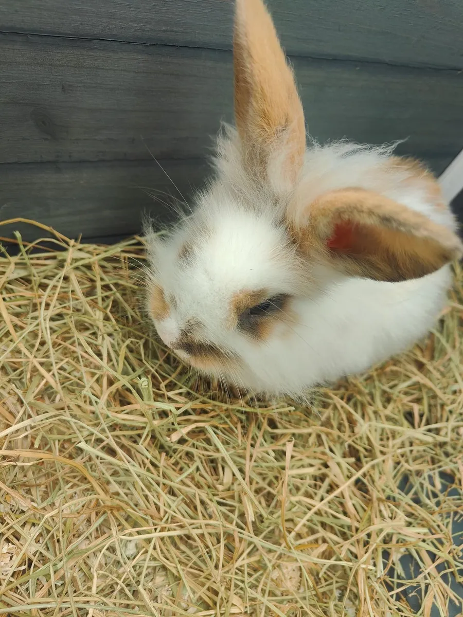 Baby Lionhead Bunny Rabbit - Image 4