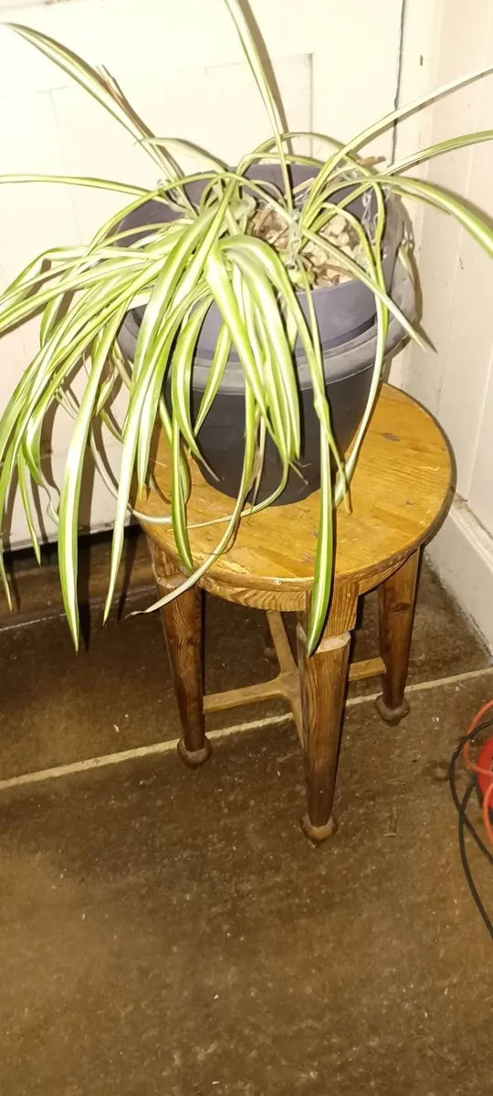Pine Plant Stand - Image 4
