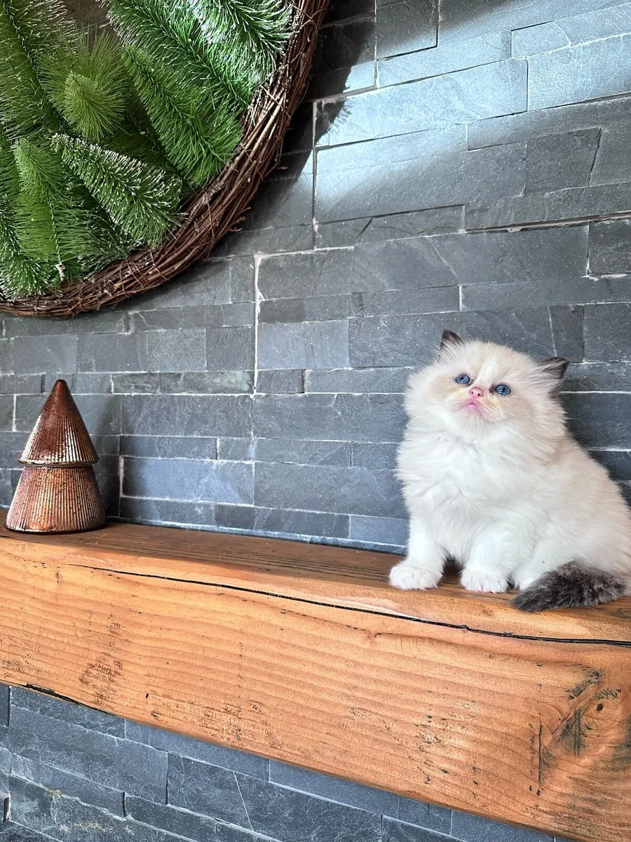 Rogdoll kittens - Image 3