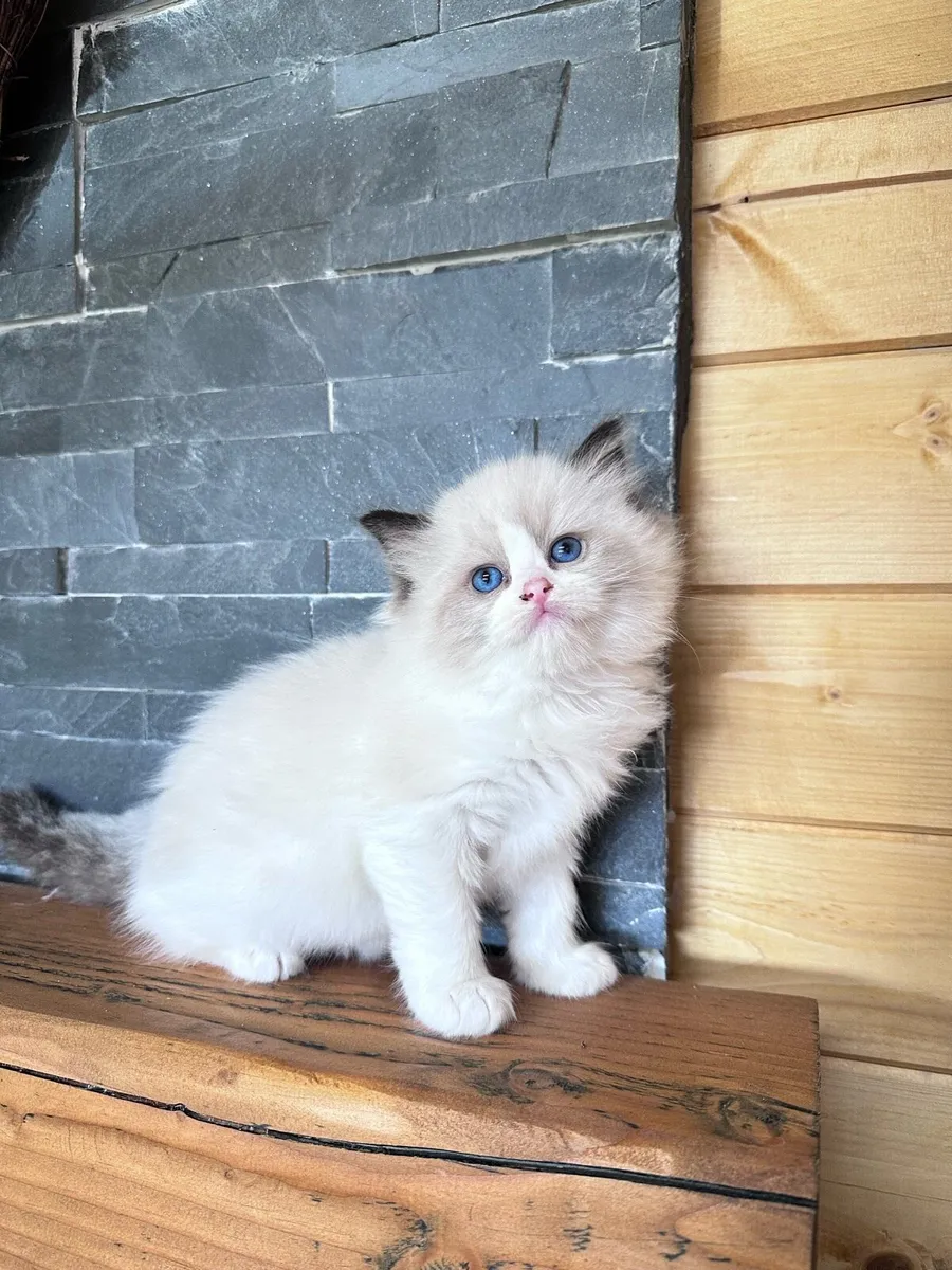 Rogdoll kittens - Image 4