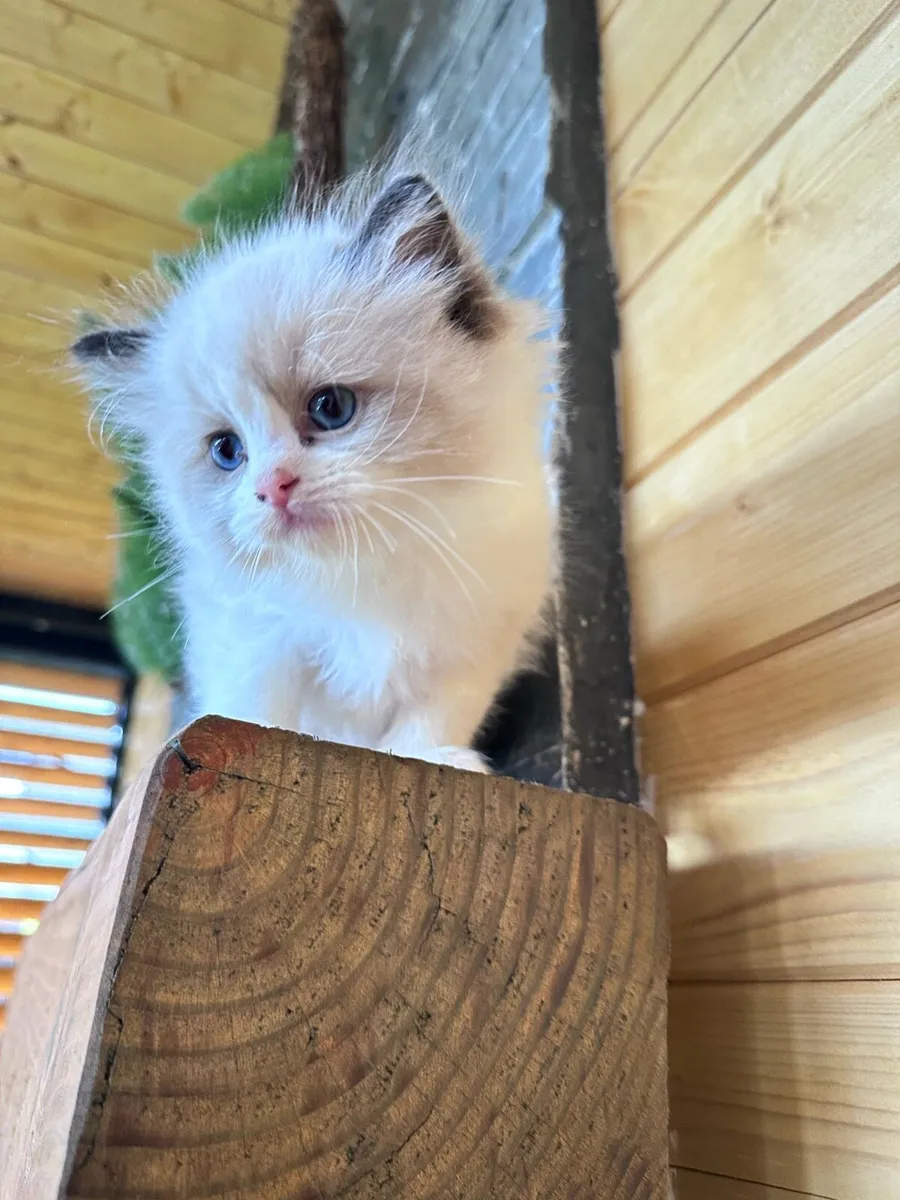Rogdoll kittens - Image 1