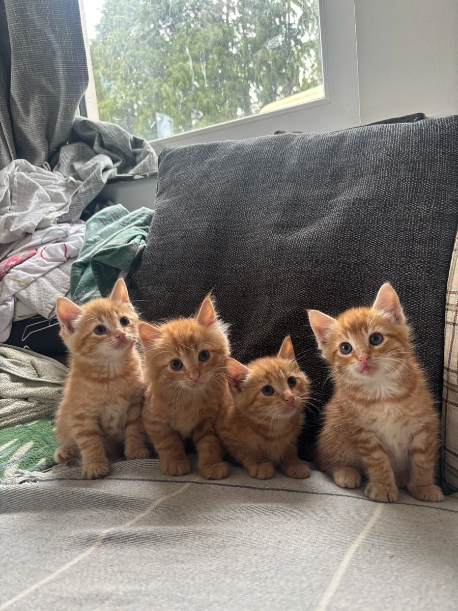Ginger kitten for sale - Image 1