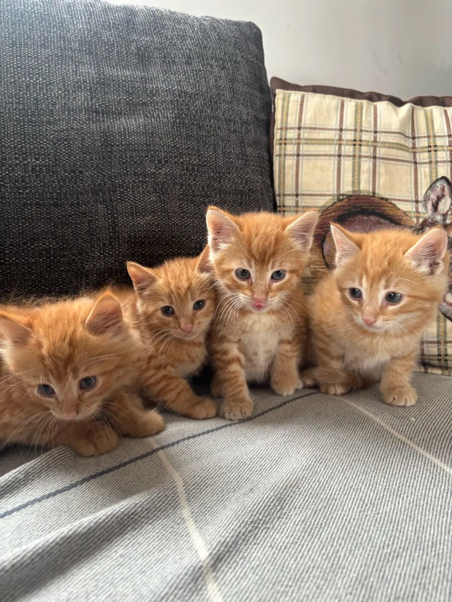 Ginger kitten for sale - Image 2