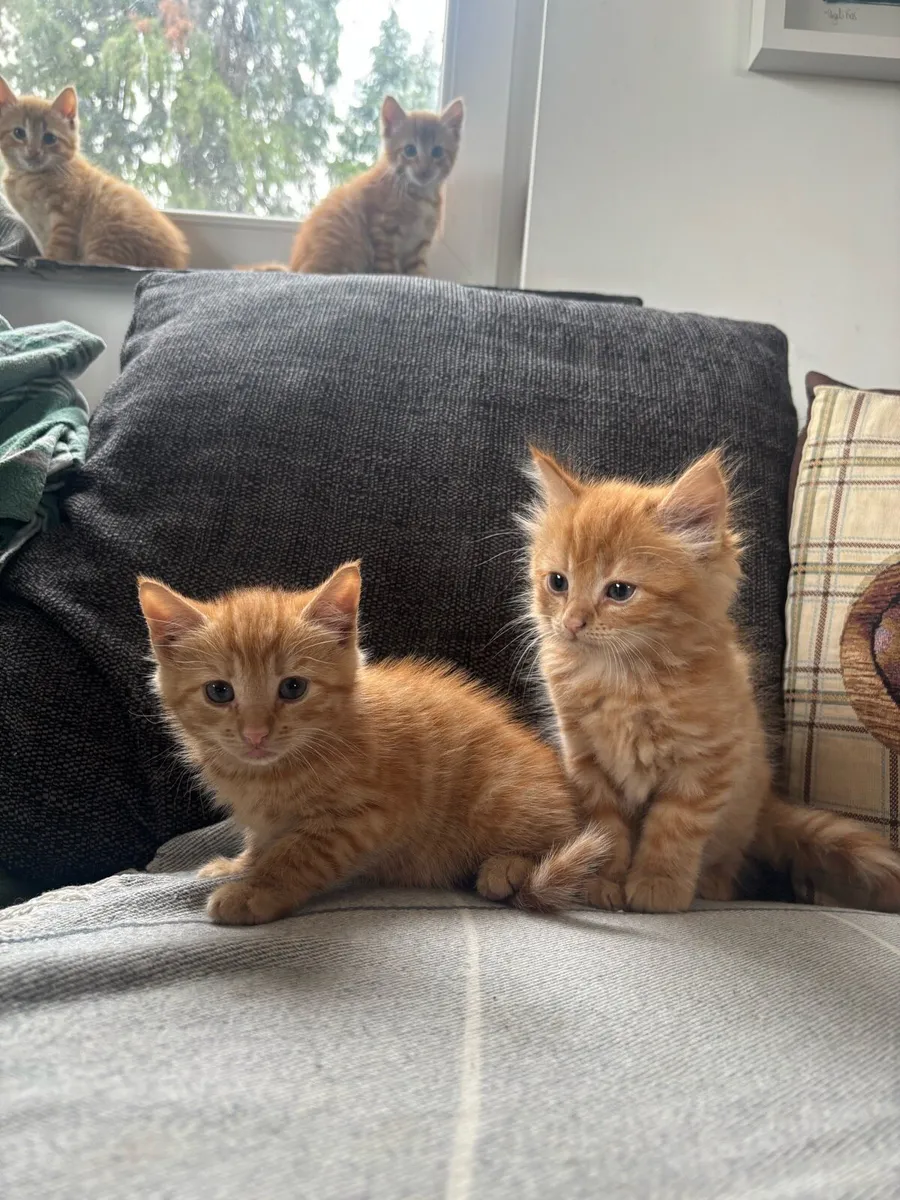 Ginger kitten for sale - Image 3