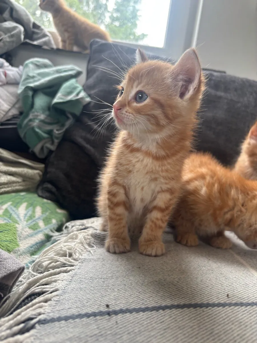 Ginger kitten for sale - Image 4