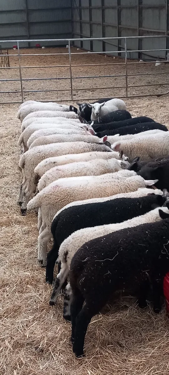 32 Blue Dutch spotted Lambs - Image 2
