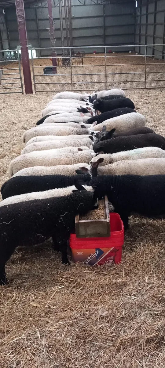 32 Blue Dutch spotted Lambs - Image 3