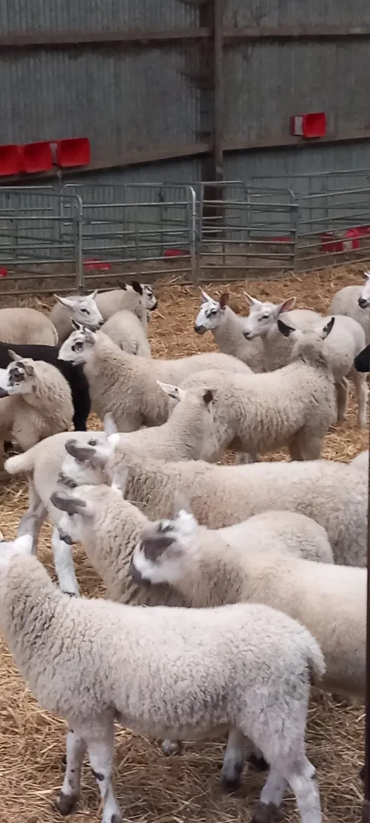 32 Blue Dutch spotted Lambs - Image 1