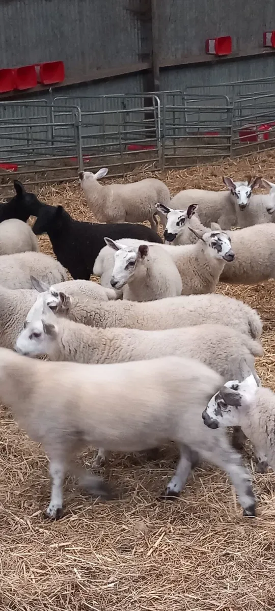32 Blue Dutch spotted Lambs - Image 4