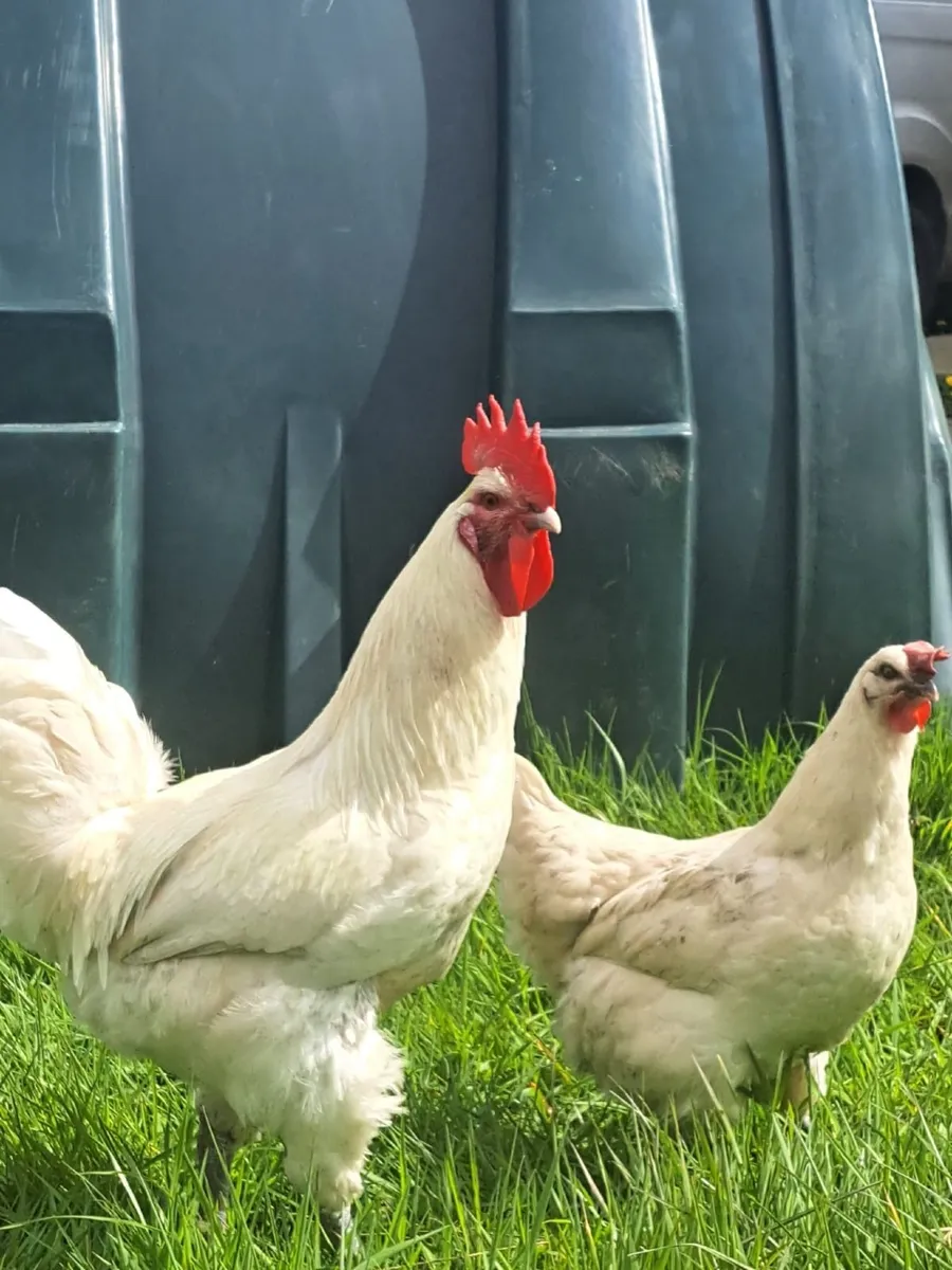 Organic La Bresse Chicks - Image 4