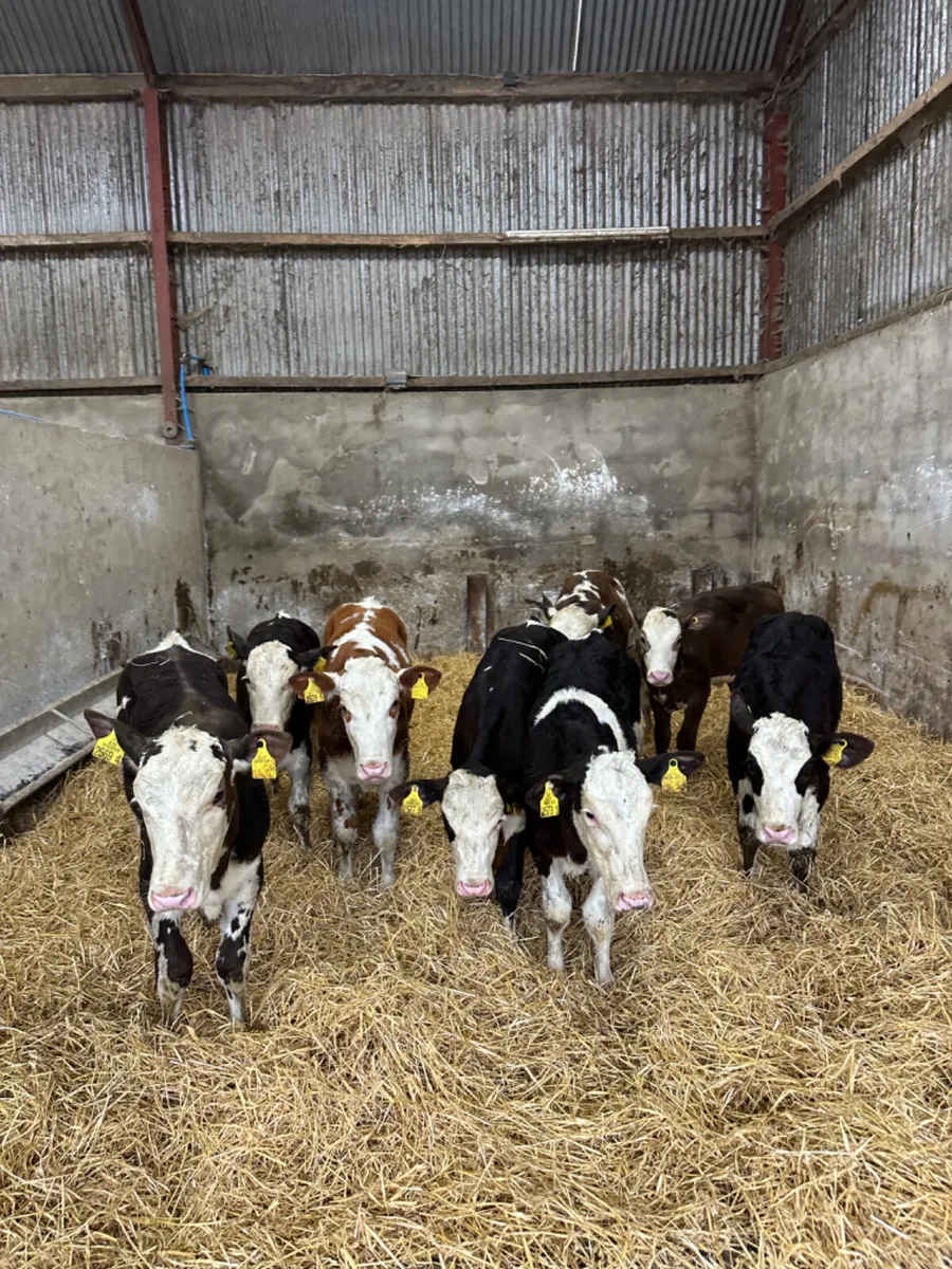 Simmental heifers - Image 2