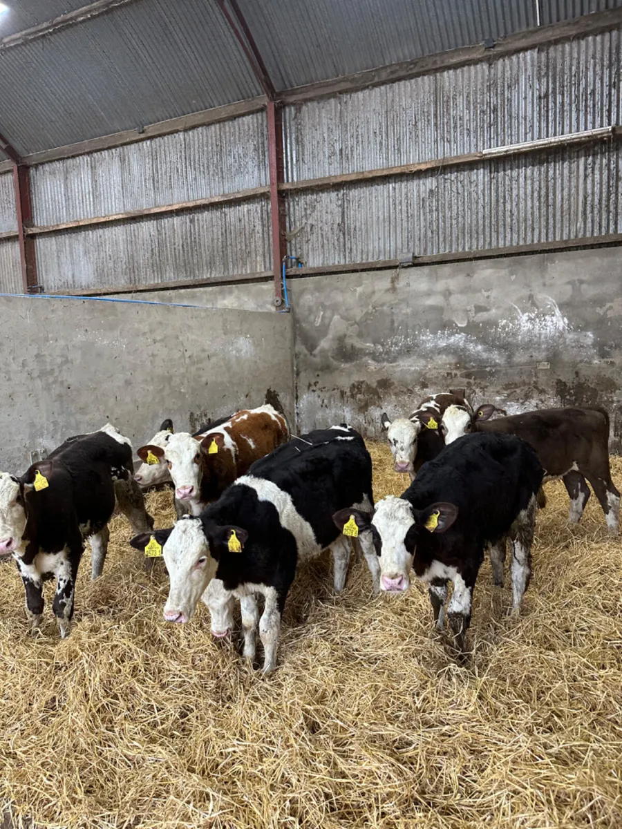 Simmental heifers - Image 3