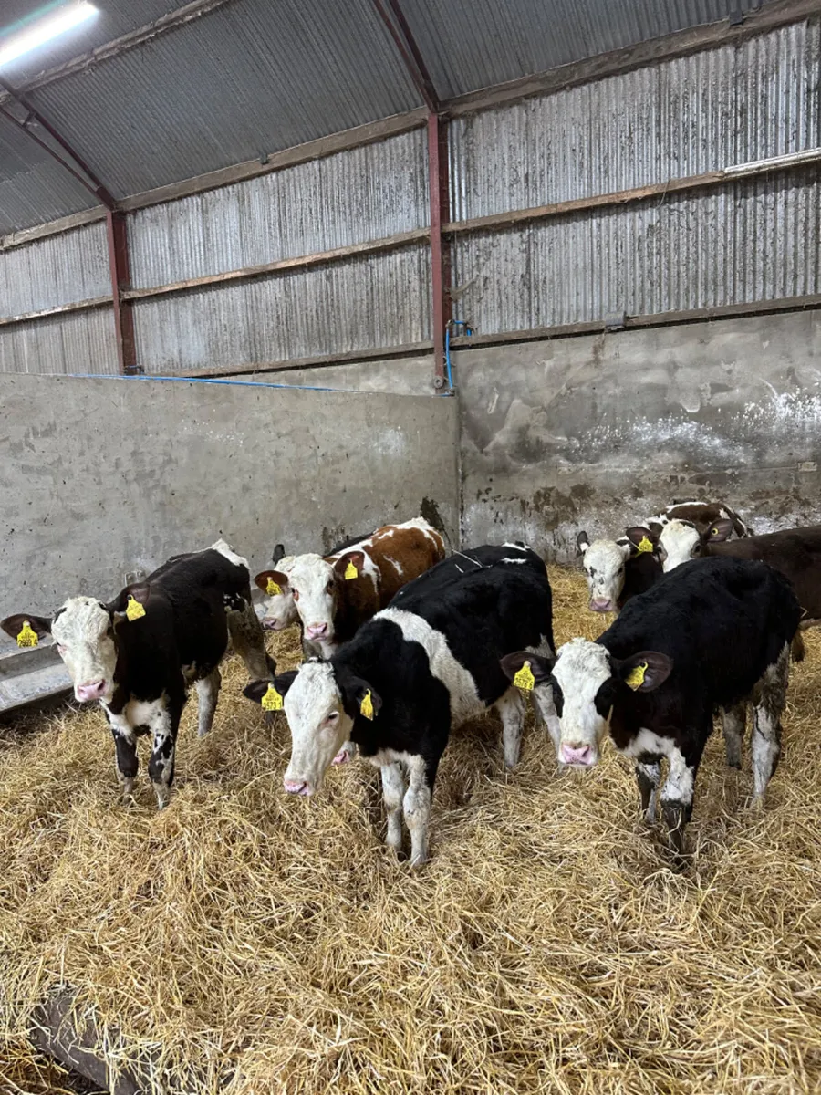 Simmental heifers - Image 1