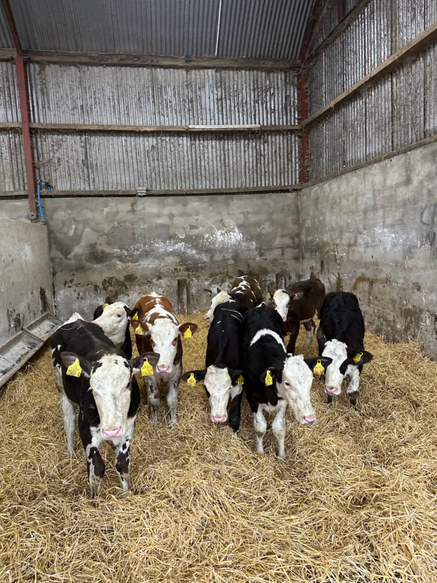 Simmental heifers - Image 4
