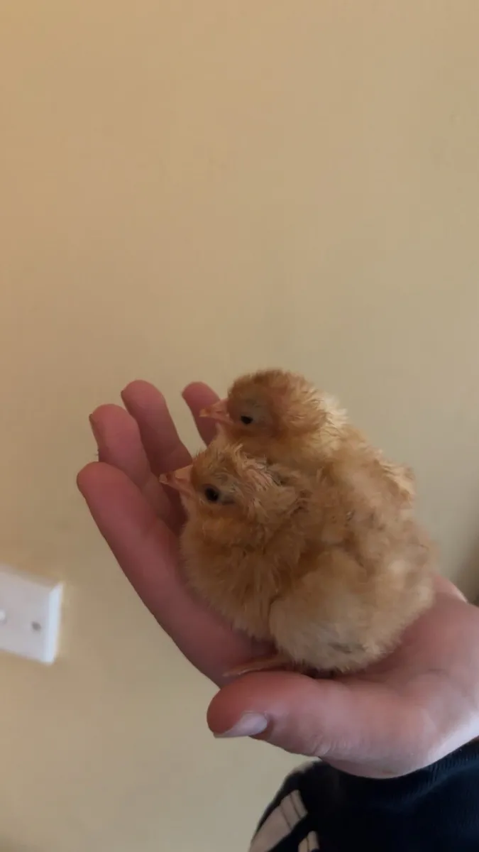 Brand new automatic egg incubator - Image 4
