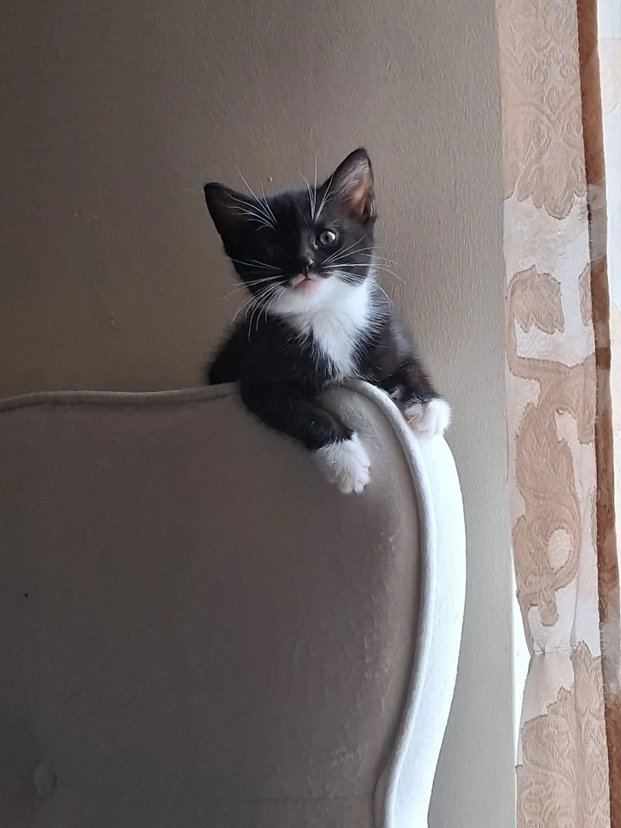 Kitten - Image 1
