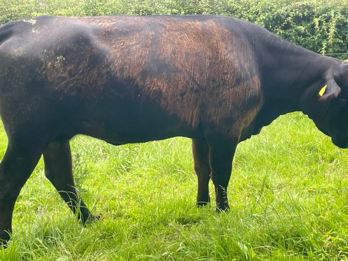 Organic cows - Image 3