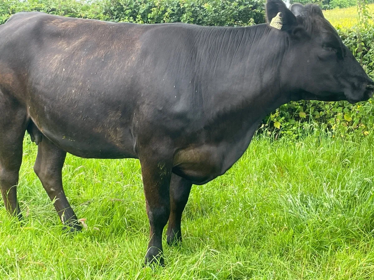 Organic cows - Image 4