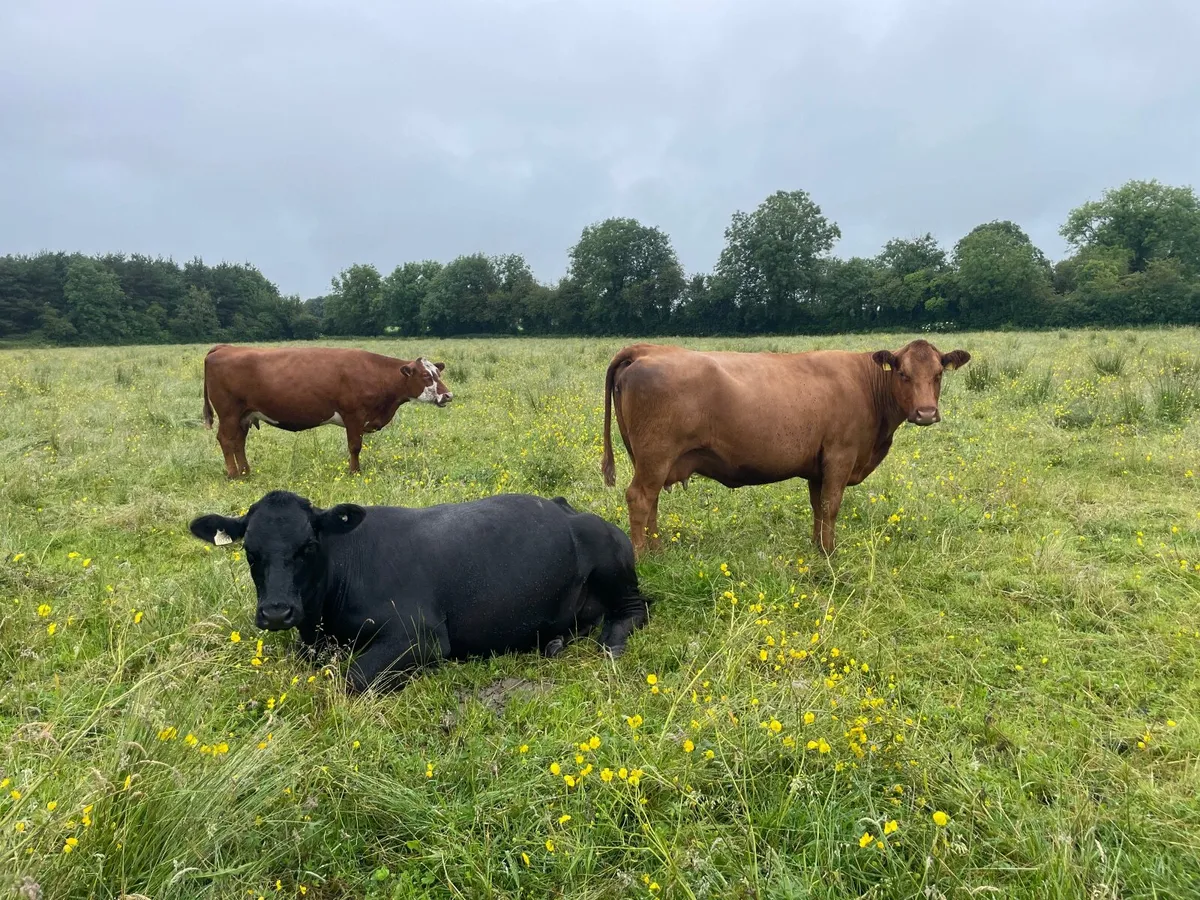 Organic cows - Image 1