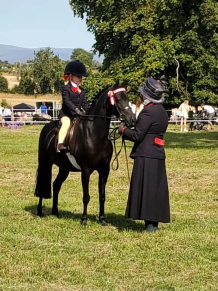 Exceptional Part-Bred Welsh Show Pony - Image 1