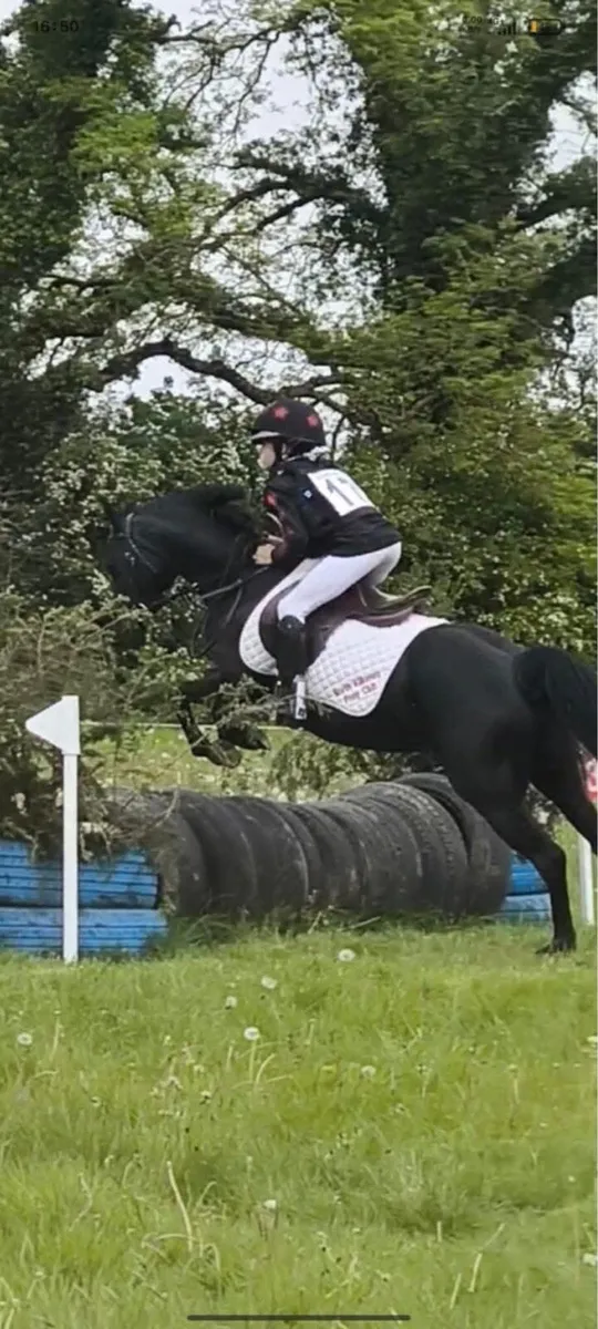 Exceptional Part-Bred Welsh Show Pony - Image 2