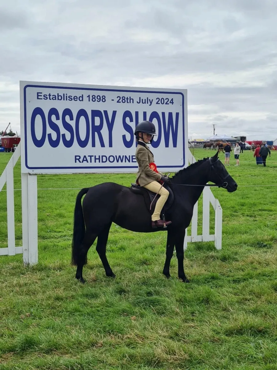 Exceptional Part-Bred Welsh Show Pony - Image 4