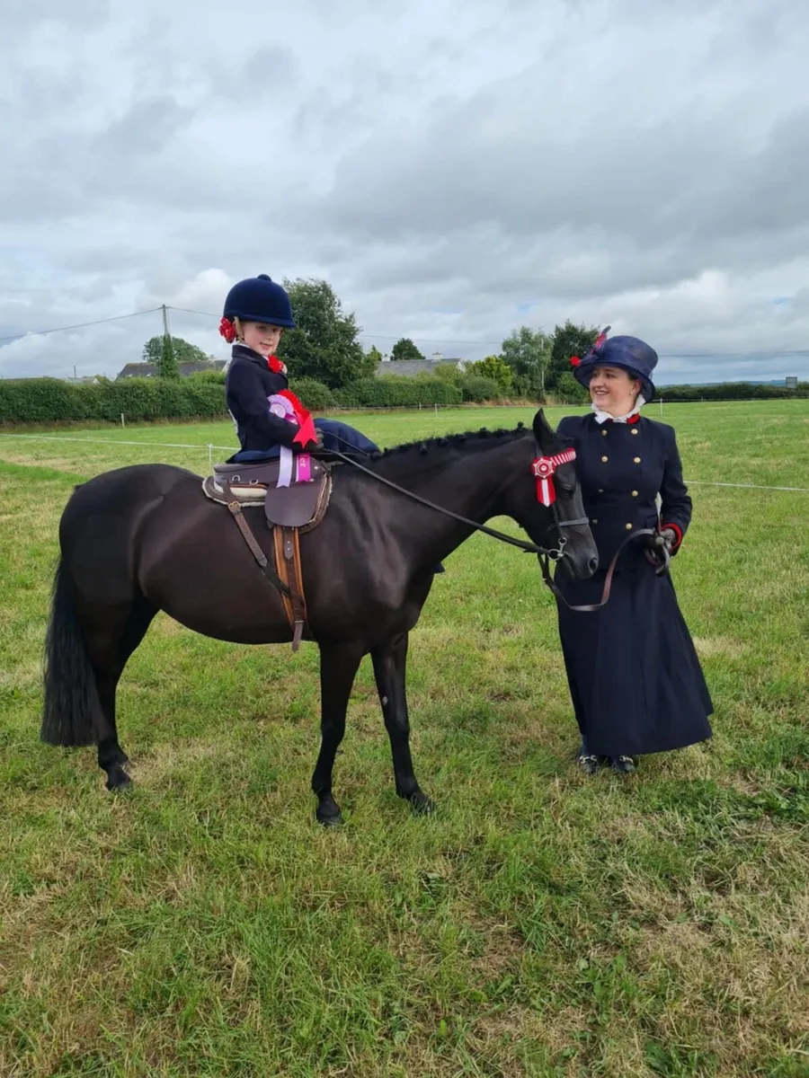 Exceptional Part-Bred Welsh Show Pony - Image 3