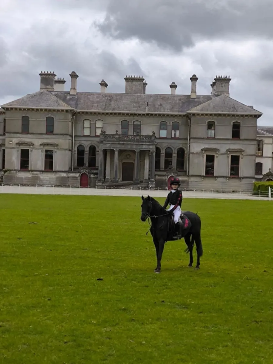 Exceptional Part-Bred Welsh Show Pony - Image 4
