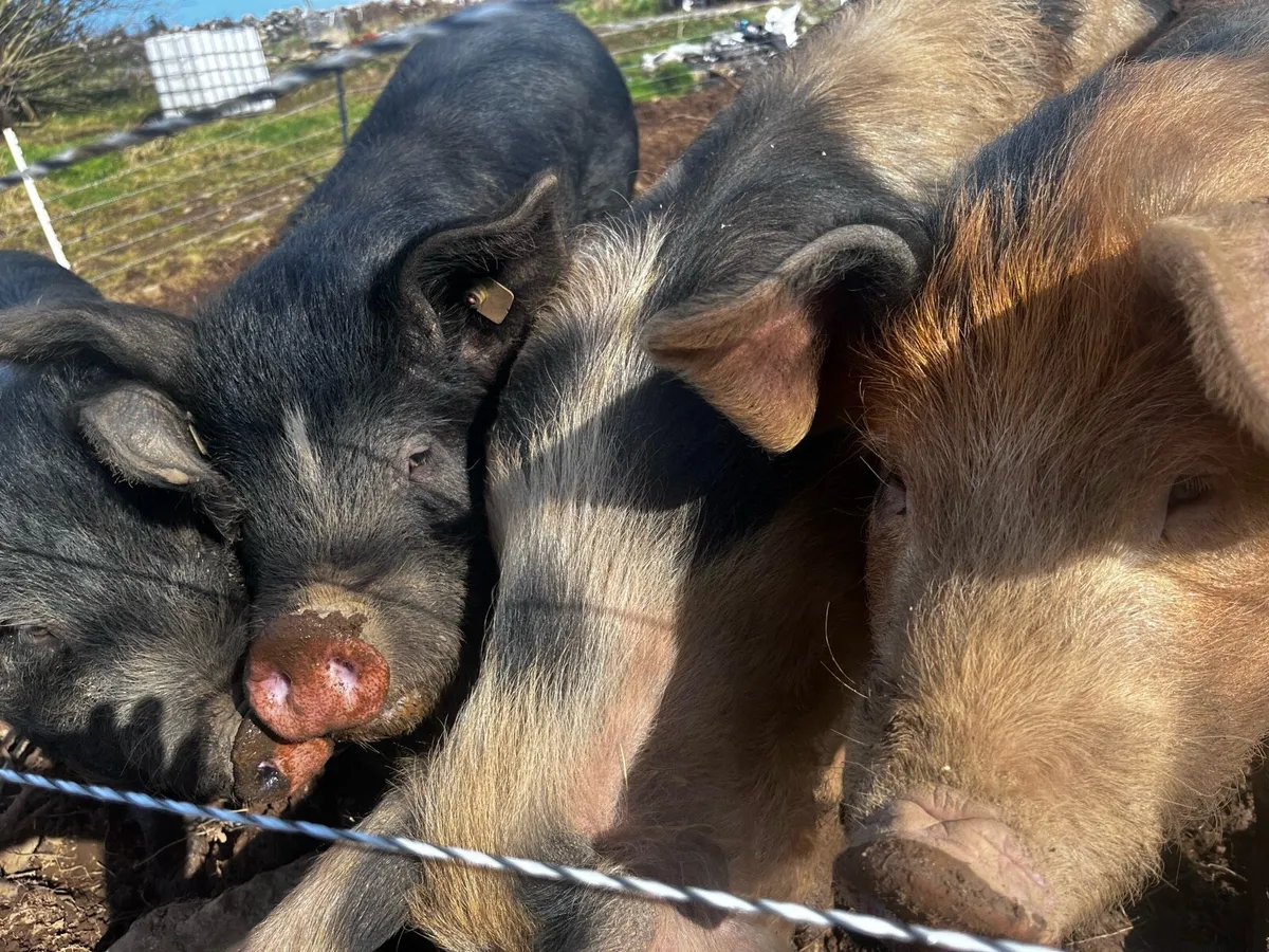 2 Male pigs slaughter ready ( Organic fed ) - Image 2