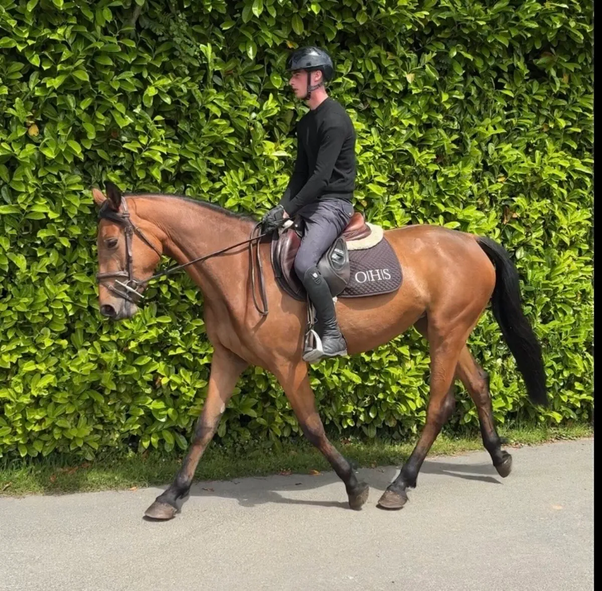 3yo Available to view this weekend