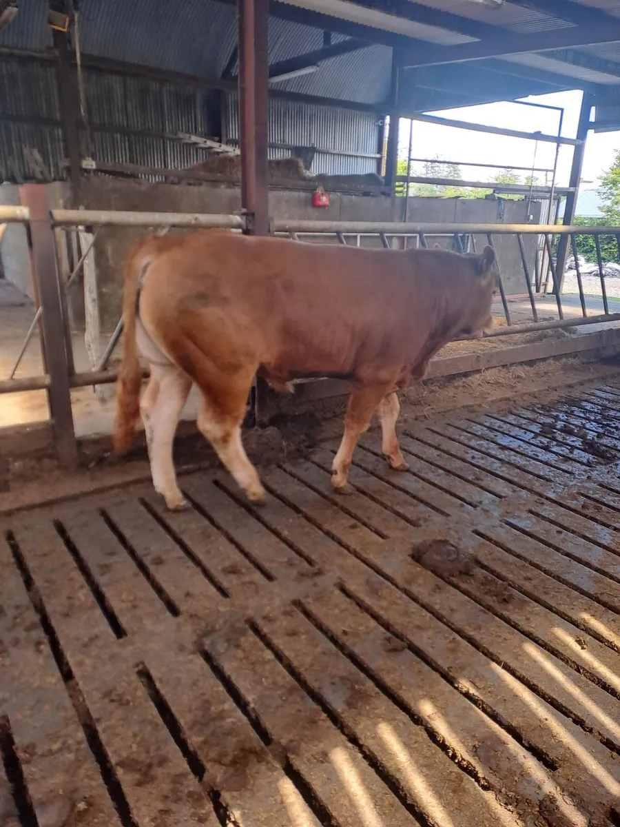 PBR Limousin Bull - Image 3