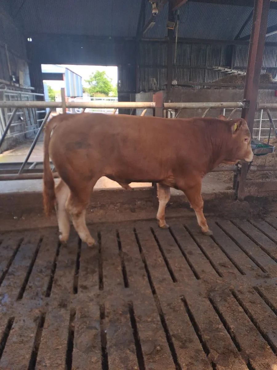 PBR Limousin Bull - Image 4