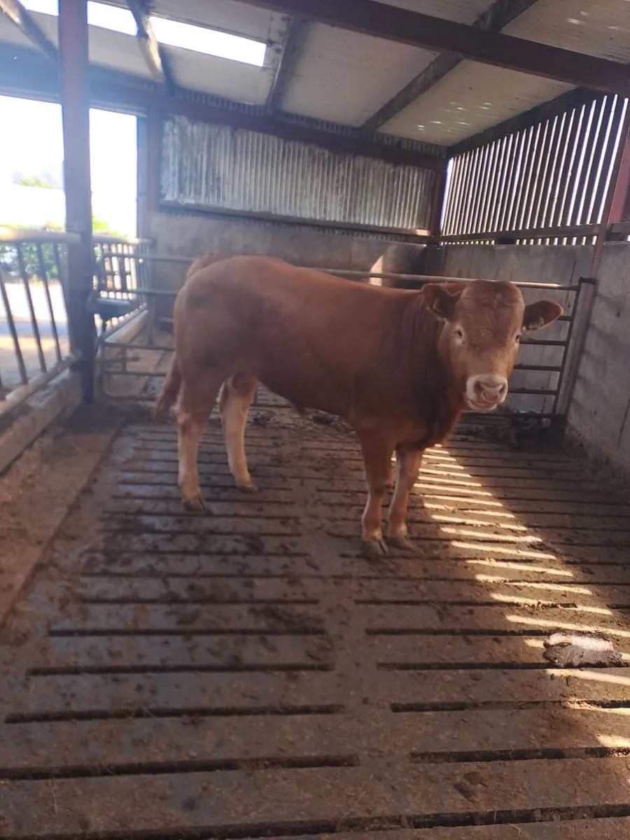 PBR Limousin Bull - Image 1