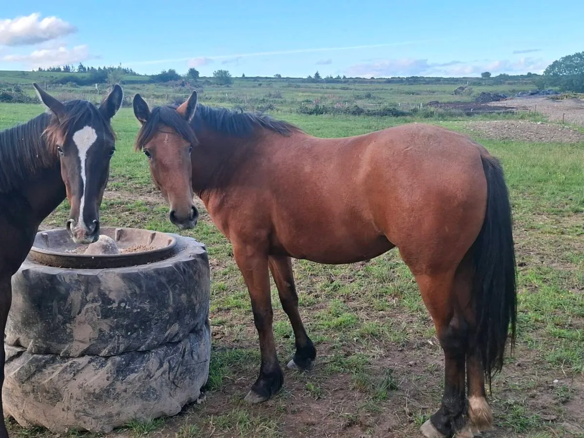 2 YEAR OLD SPORTS HORSE FILLY - Image 2