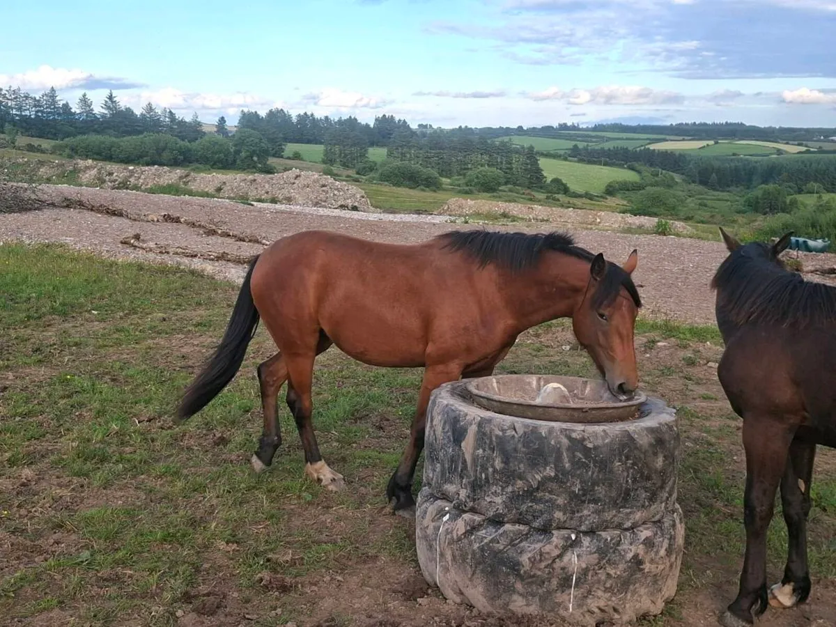 2 YEAR OLD SPORTS HORSE FILLY - Image 3