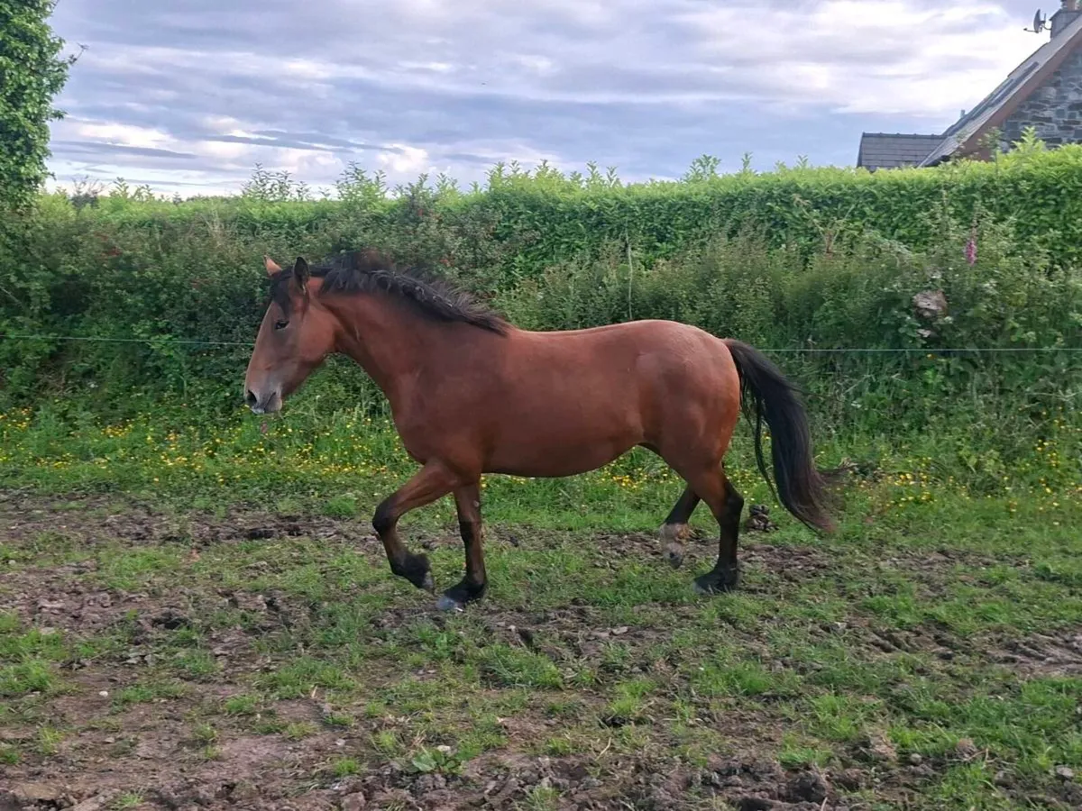 2 YEAR OLD SPORTS HORSE FILLY - Image 4