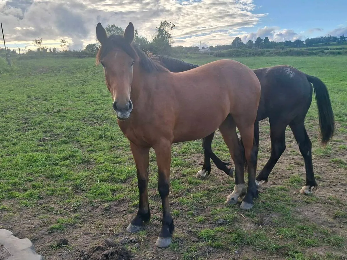 2 YEAR OLD SPORTS HORSE FILLY - Image 1