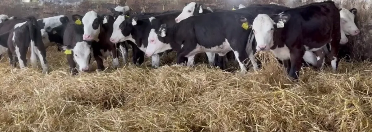 25 smashing HEX heifer runners - Image 3